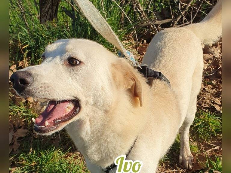 Adotta un cane, taglia grande, maschio, Milano