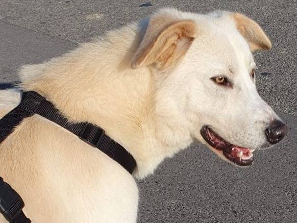 Vuoi adottare un cane a Milano?