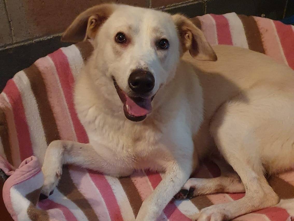 Adotta il cane IVOO a Milano