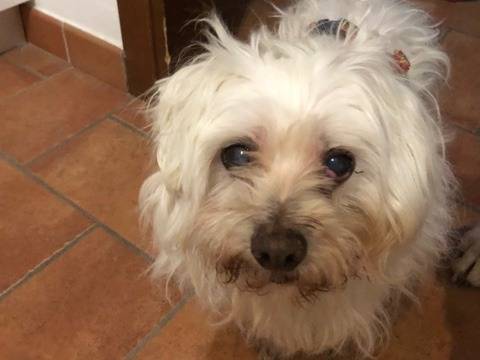 Adozione cane, maschio, Maltese Razza sconosciuta, 14 anni e 4 mesi, taglia piccola, Bologna