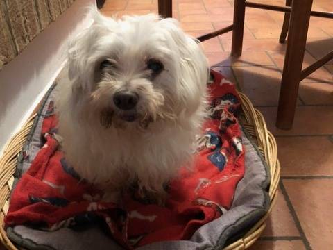 Adotta un cane, maschio, 14 anni e 4 mesi, Bologna