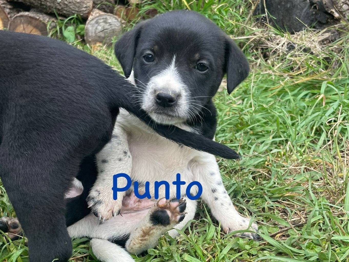 Adozione cane, maschio, Razza sconosciuta Razza sconosciuta, 3 mesi, taglia media contenuta, Firenze