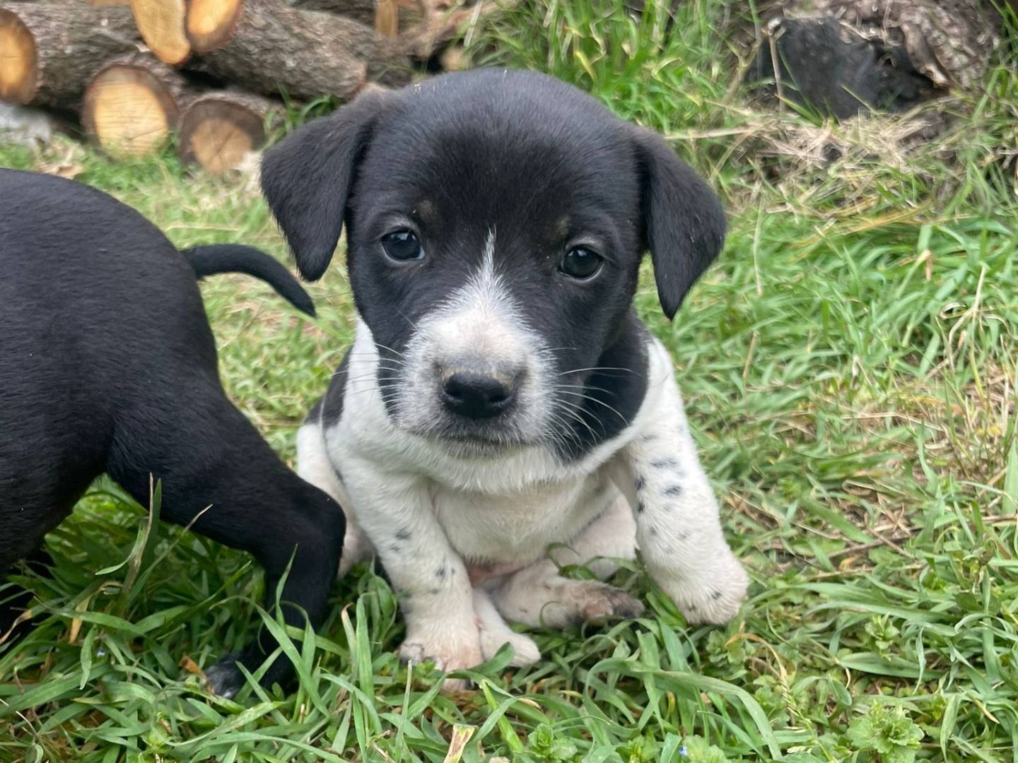 Adotta un cane, maschio, 3 mesi, Firenze