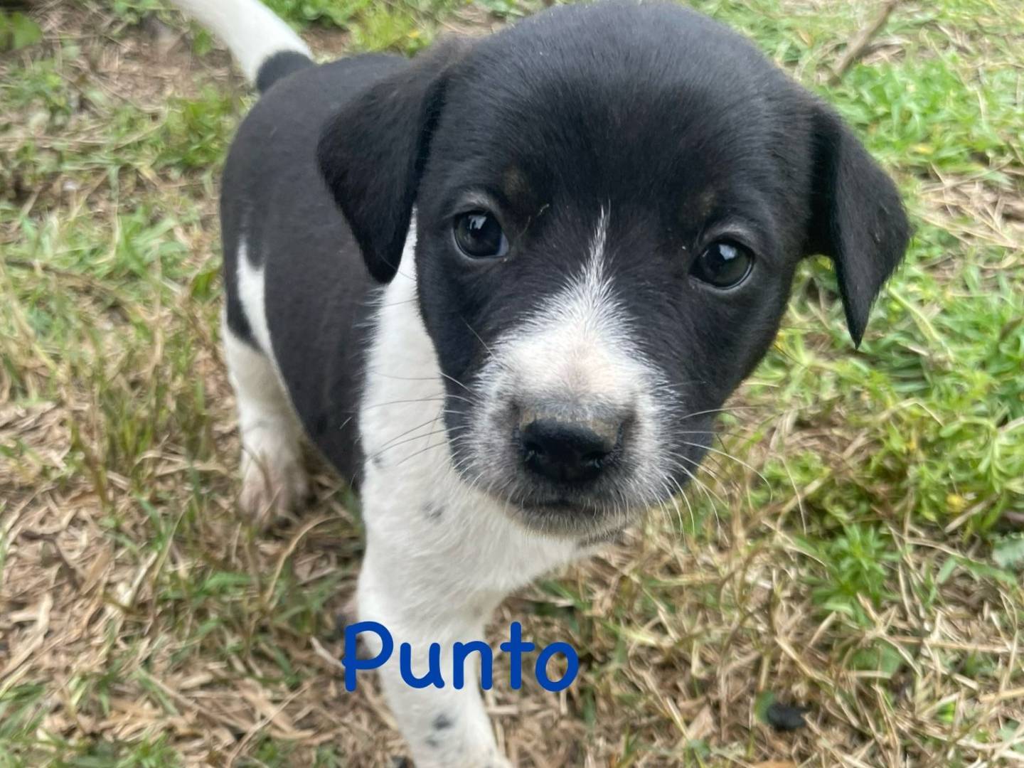 Adotta un cane, taglia media contenuta, maschio, Firenze