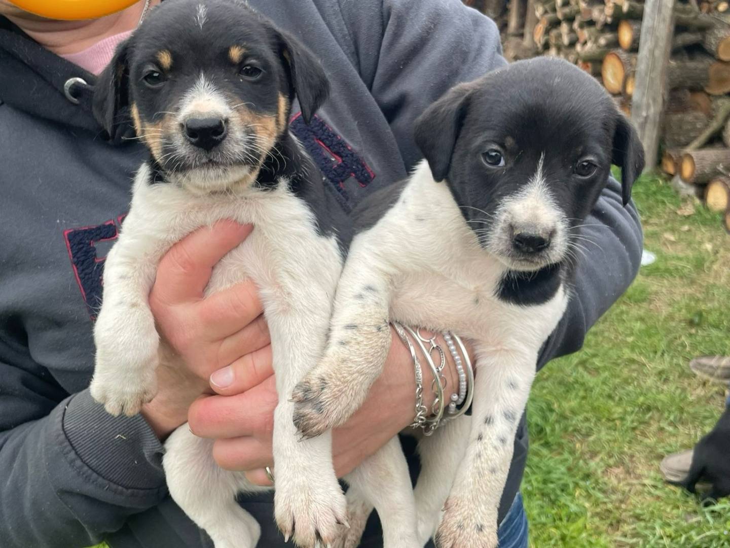 Vuoi adottare un cane a Firenze?