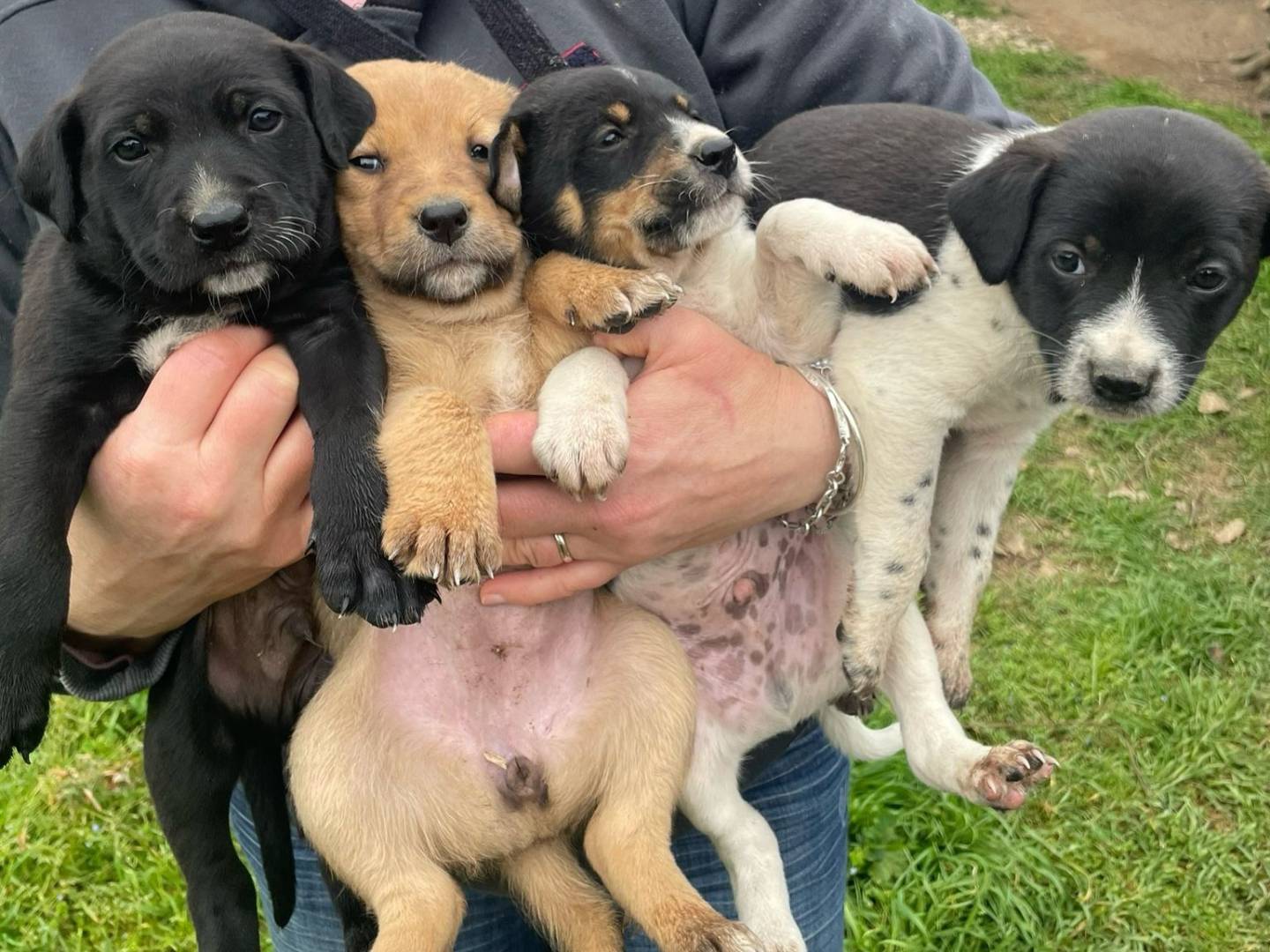 Adotta il cane PUNTO  a Firenze