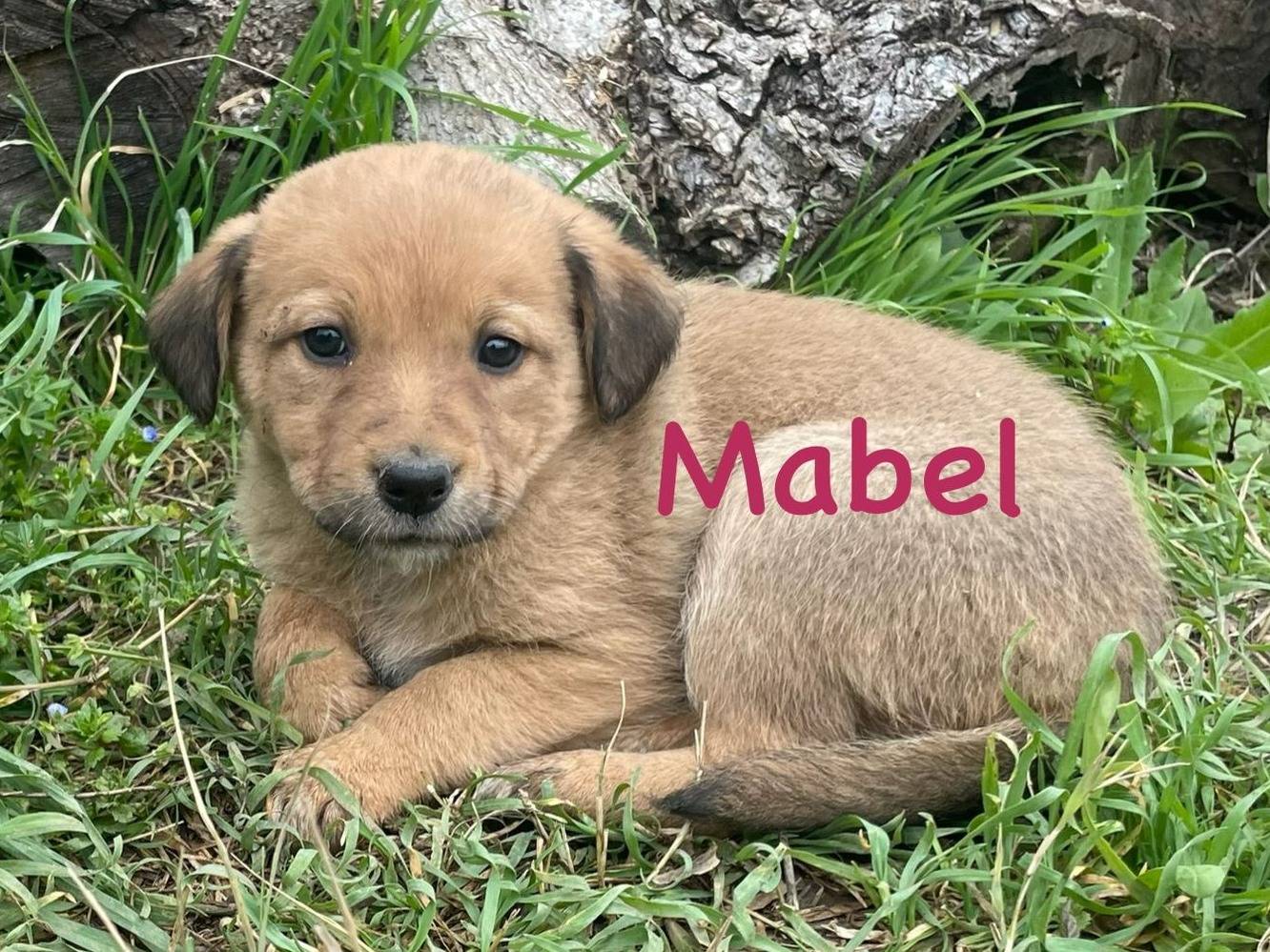 Adozione cane, femmina, Razza sconosciuta Razza sconosciuta, 3 mesi, taglia media contenuta, Firenze