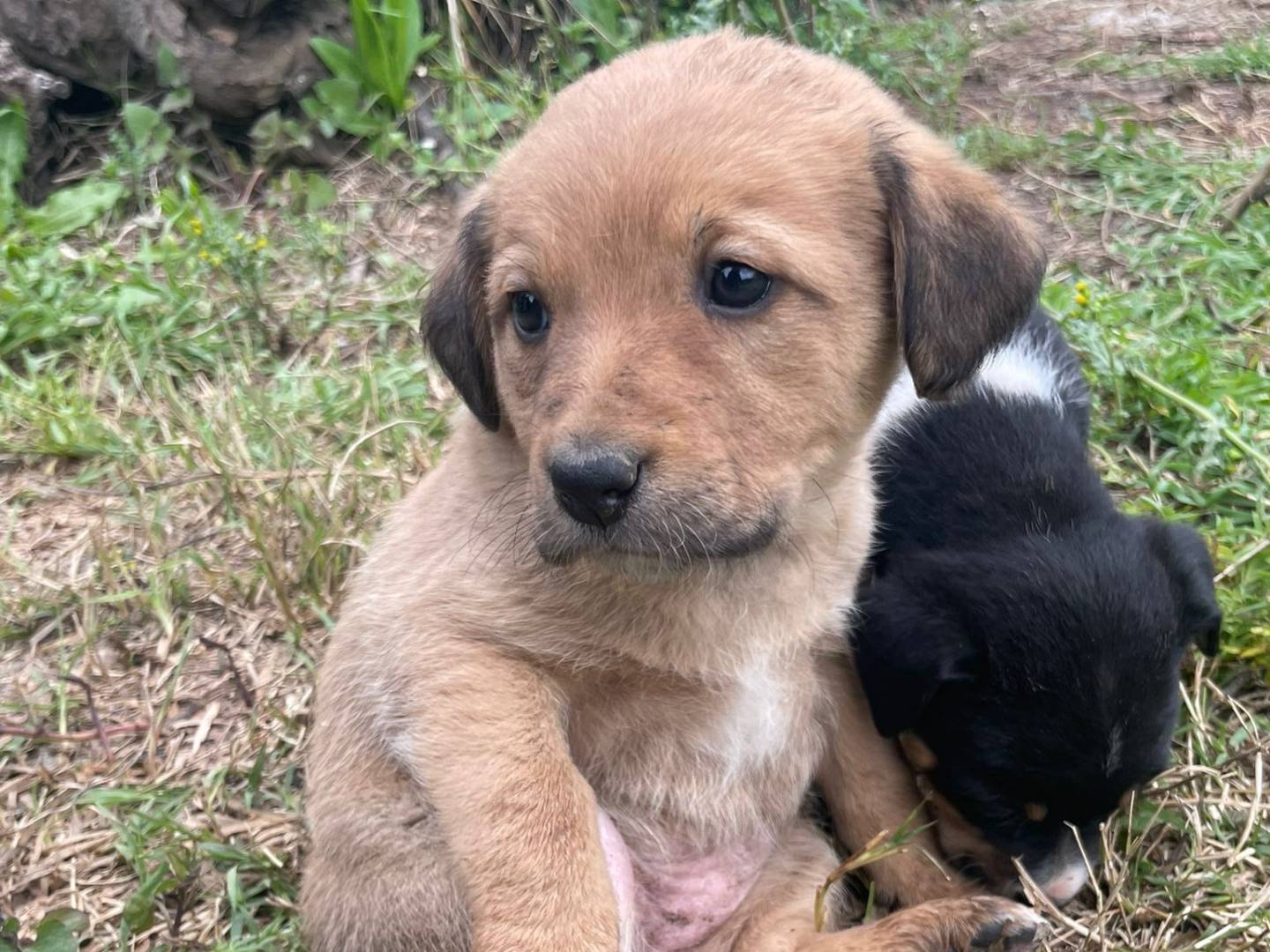 Adotta un cane, femmina, 3 mesi, Firenze