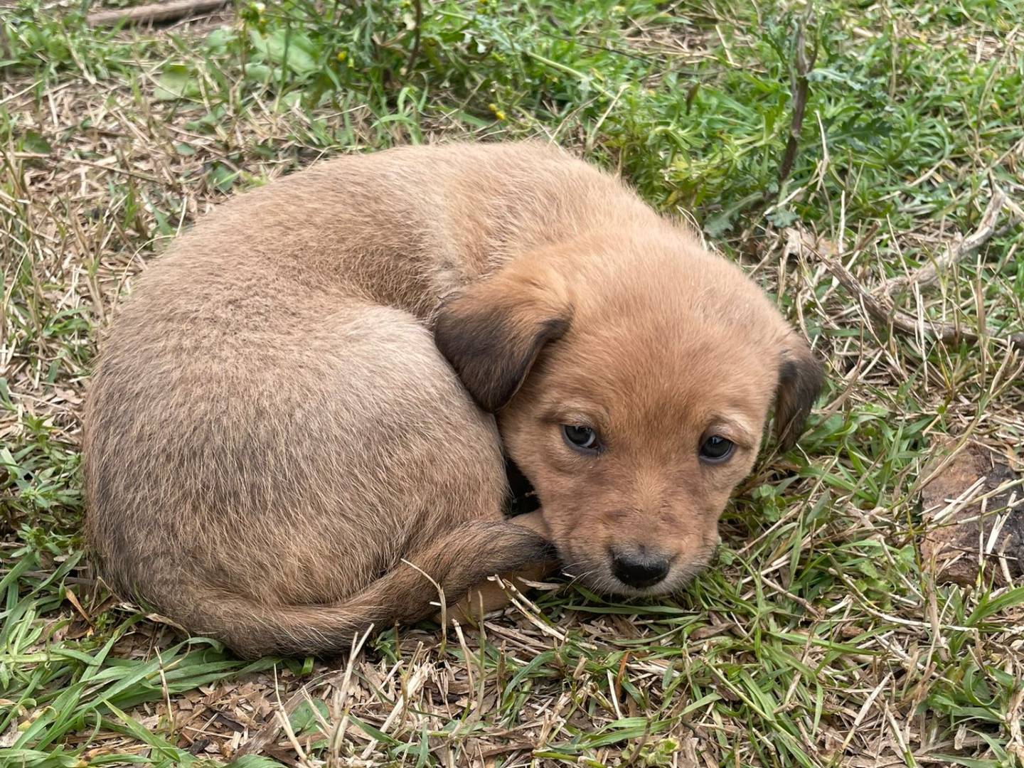 Adotta un cane, taglia media contenuta, femmina, Firenze