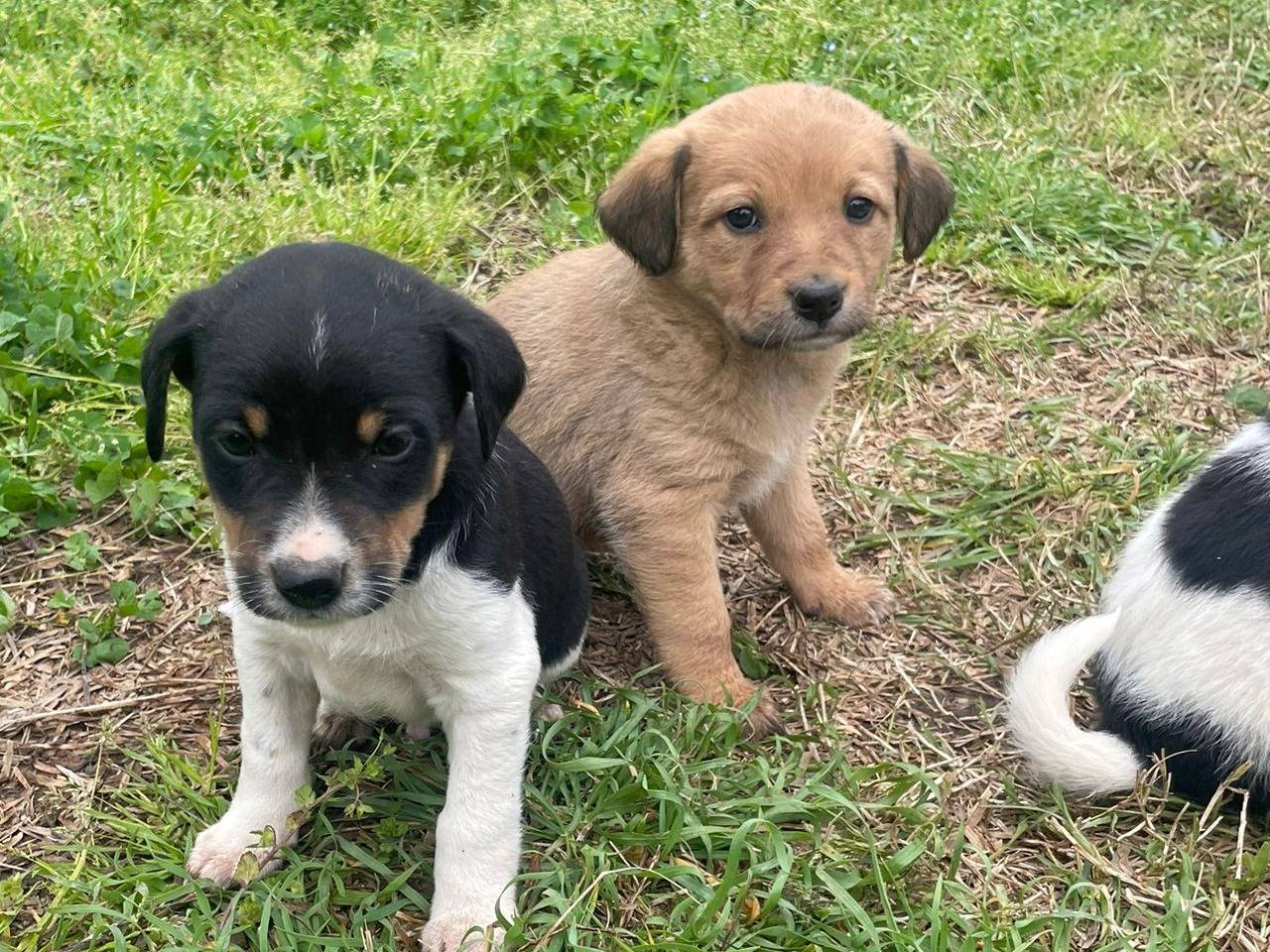 Vuoi adottare un cane a Firenze?