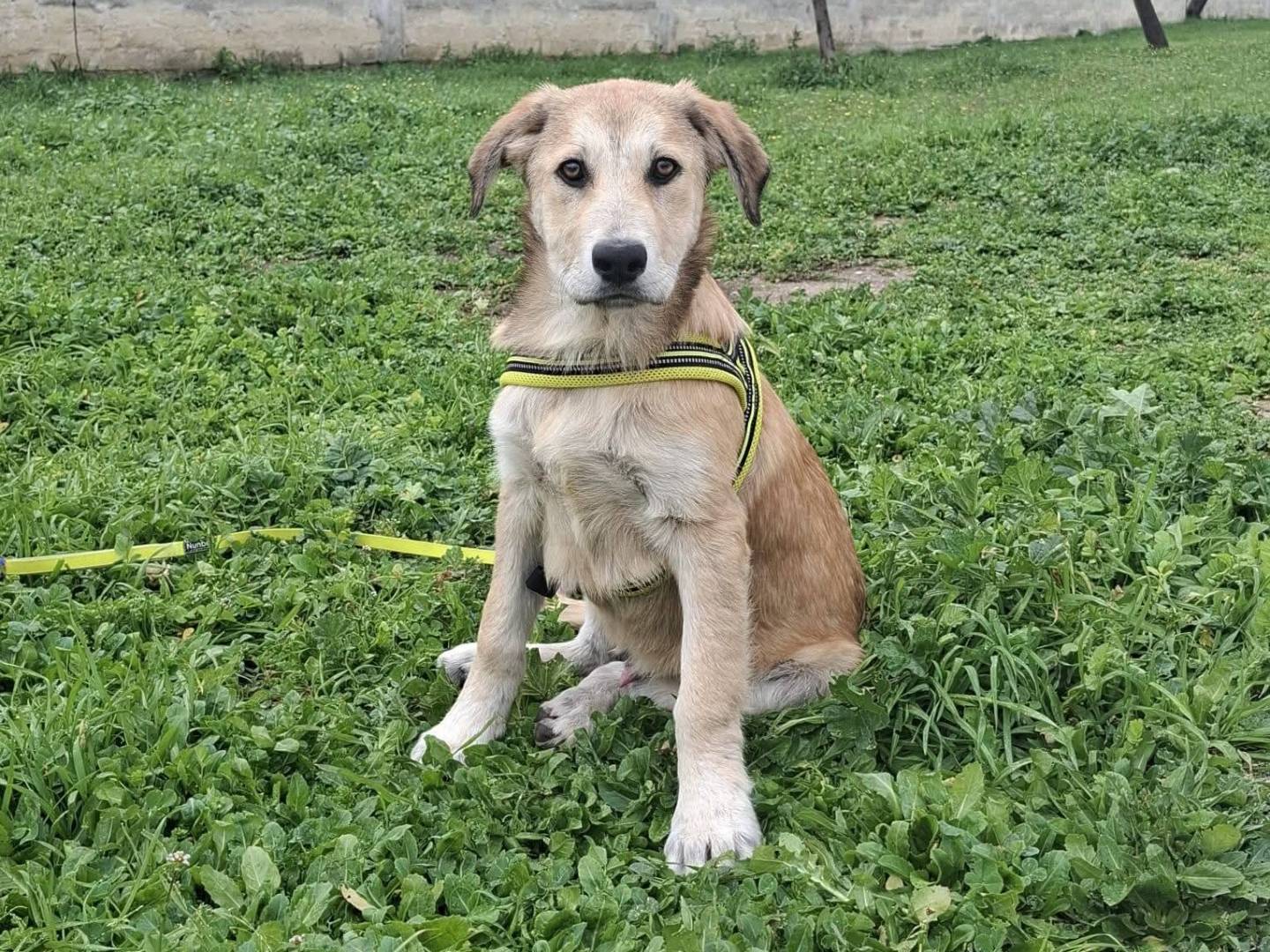 Adozione cane, maschio, Razza sconosciuta Razza sconosciuta, 4 mesi, taglia media, Bari
