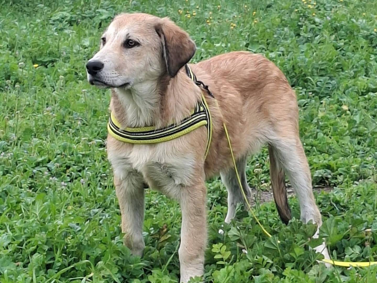 Adotta un cane, maschio, 4 mesi, Bari