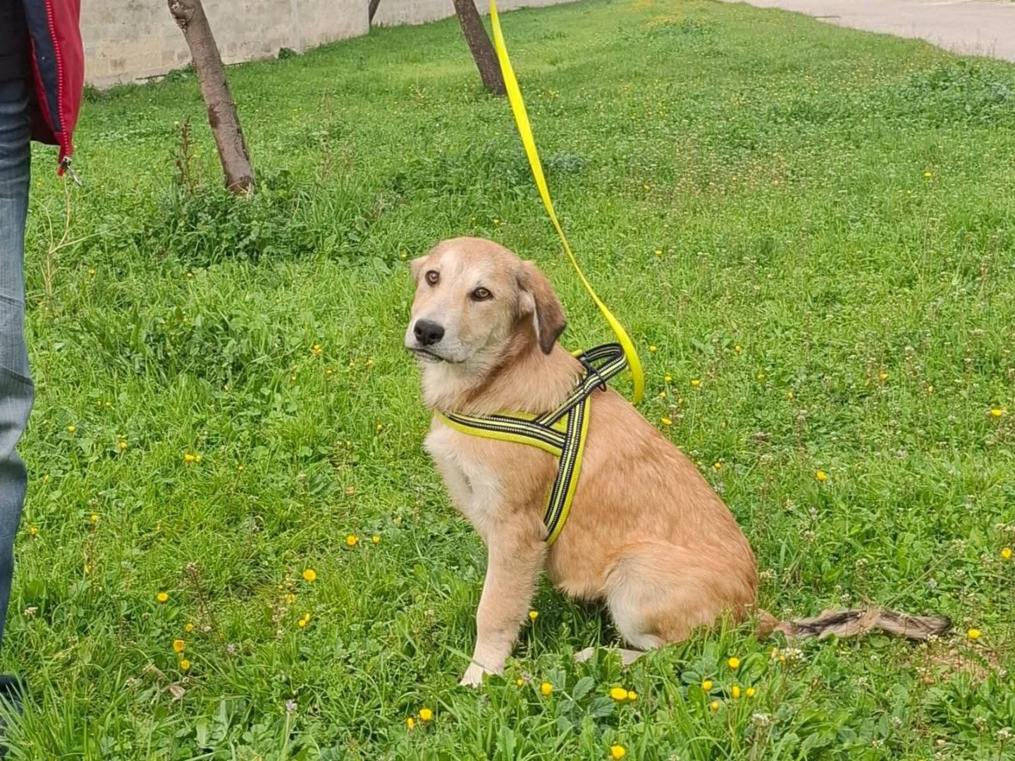 Adotta un cane, taglia media, maschio, Bari