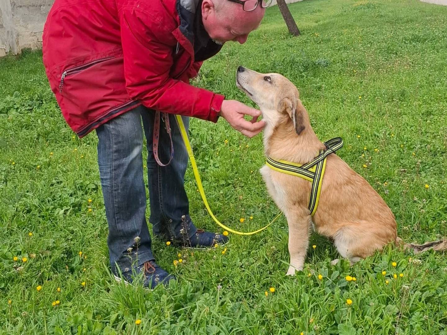 Vuoi adottare un cane a Bari?