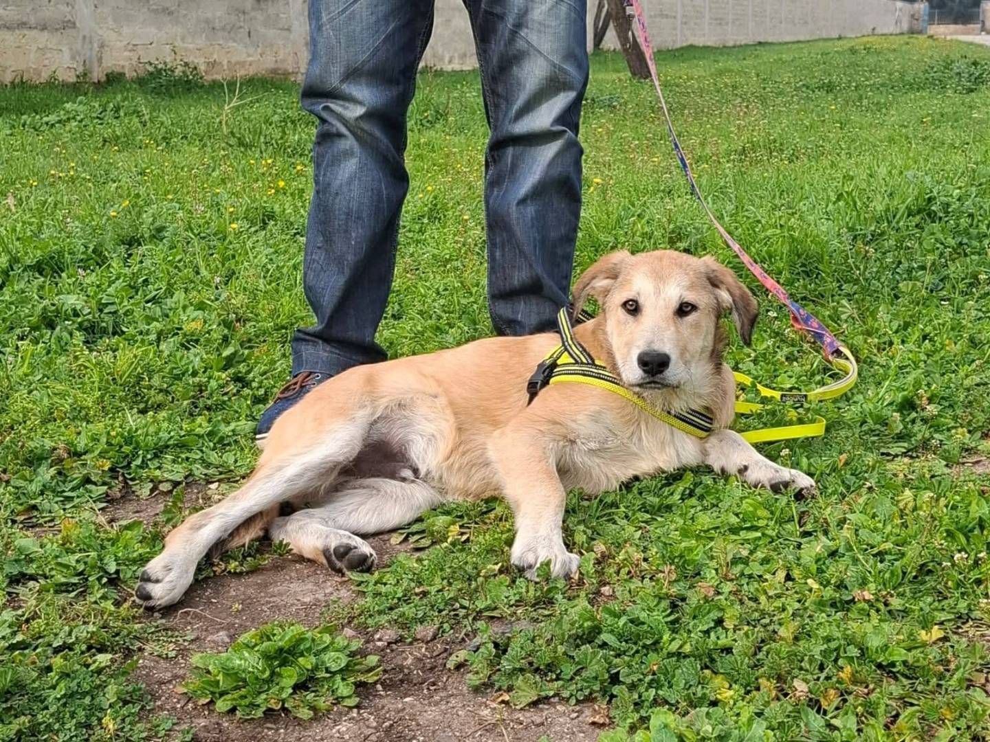 Adotta il cane Etna a Bari