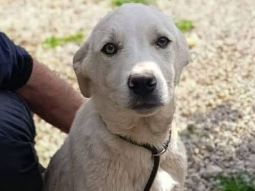 Adozione cane, maschio, Labrador Retriever Razza sconosciuta, 4 mesi, taglia media, Palermo