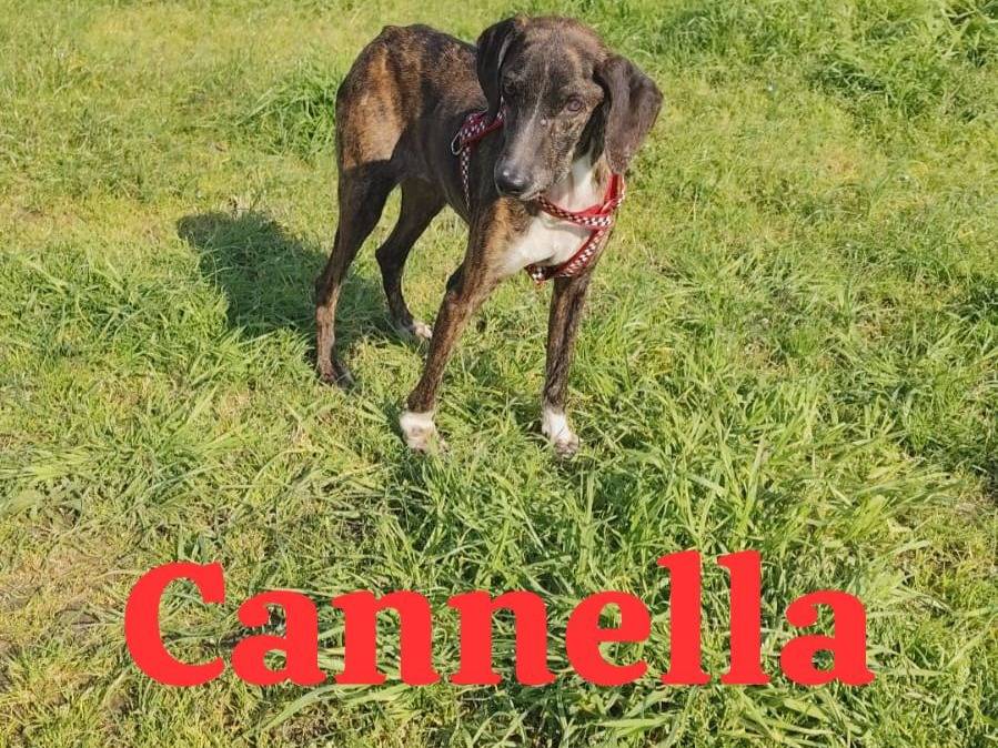 Adozione cane, femmina, Razza sconosciuta Razza sconosciuta, 4 anni e 2 mesi, taglia media contenuta, Caserta