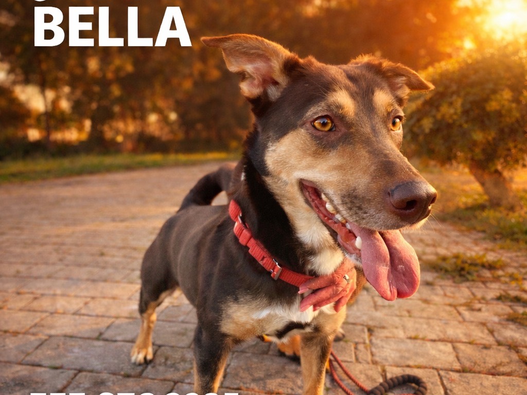 Adozione cane, femmina, Razza sconosciuta Razza sconosciuta, 1 anno e 2 mesi, taglia media, Siracusa