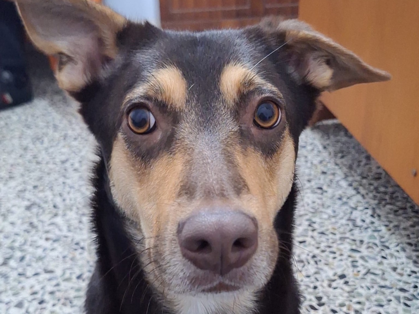 Adotta un cane, femmina, 1 anno e 2 mesi, Siracusa