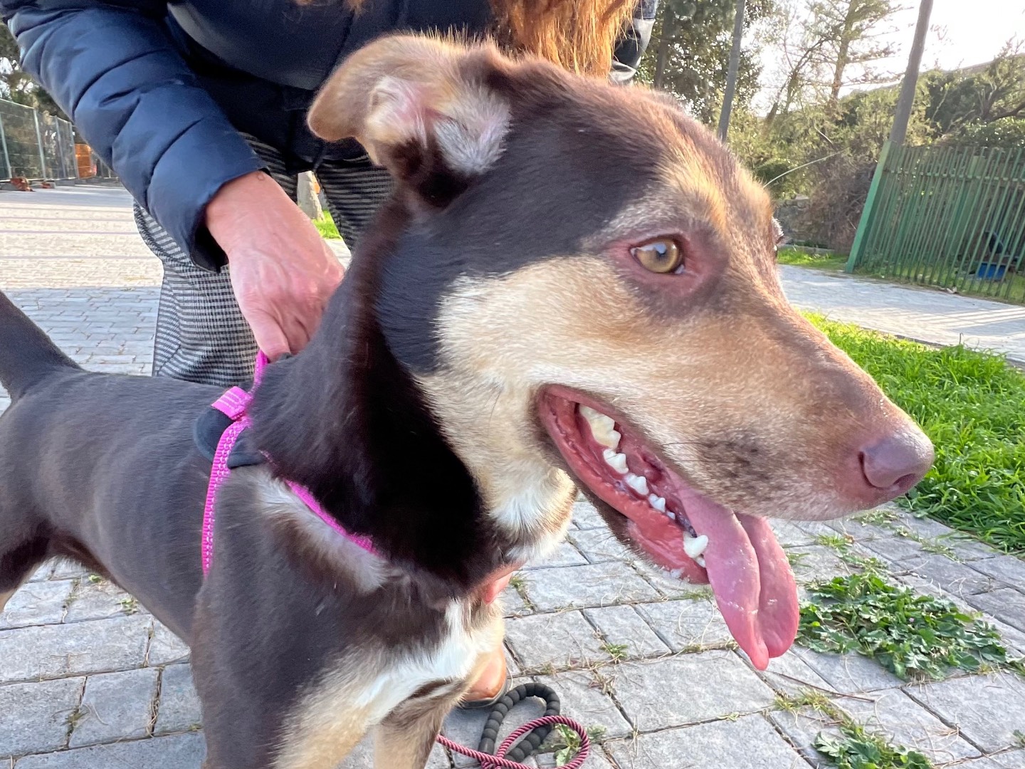 Adotta un cane, taglia media, femmina, Siracusa