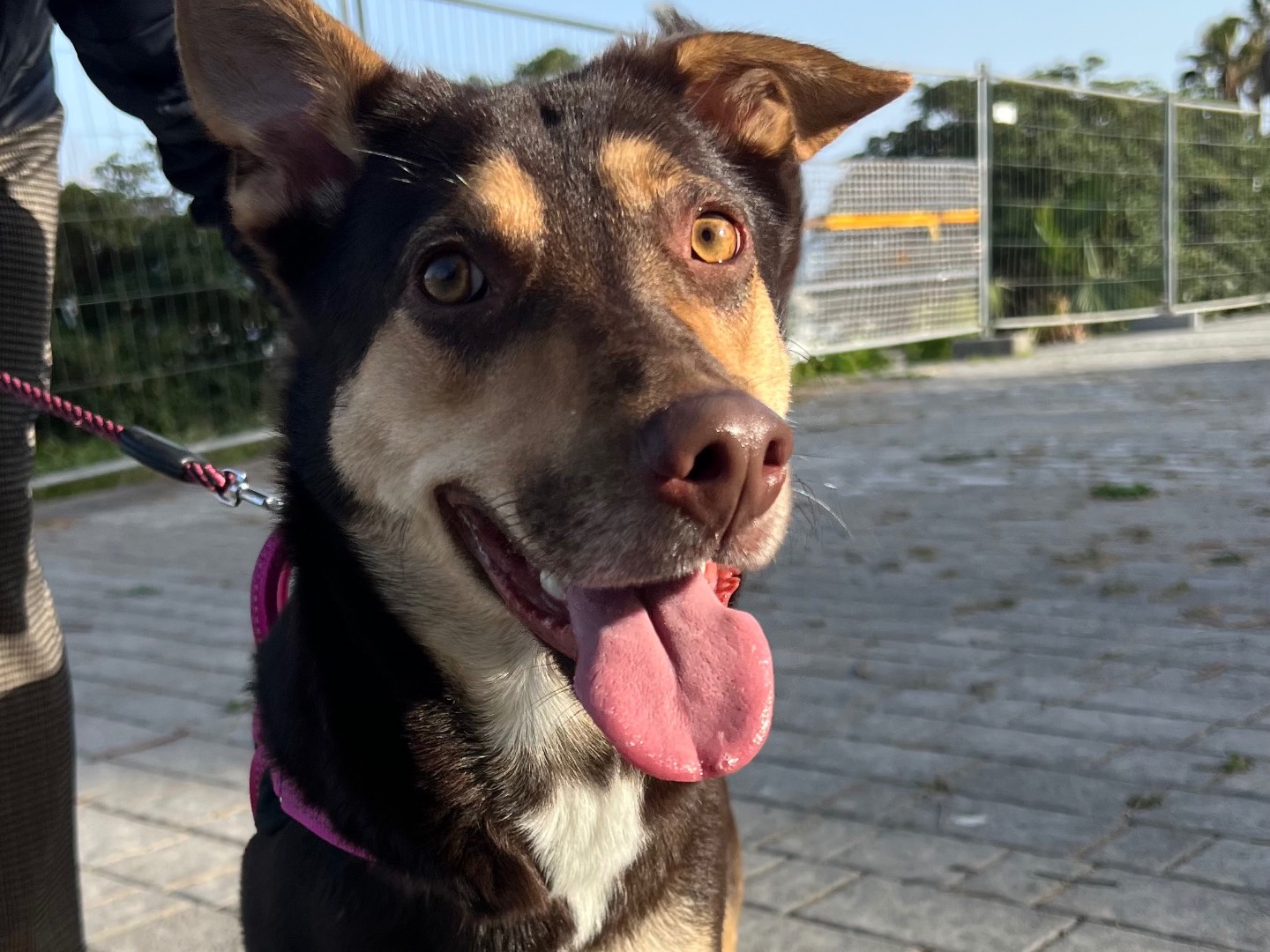 Vuoi adottare un cane a Siracusa?