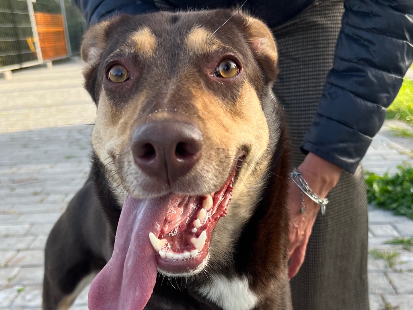 Adotta il cane Bella  a Siracusa