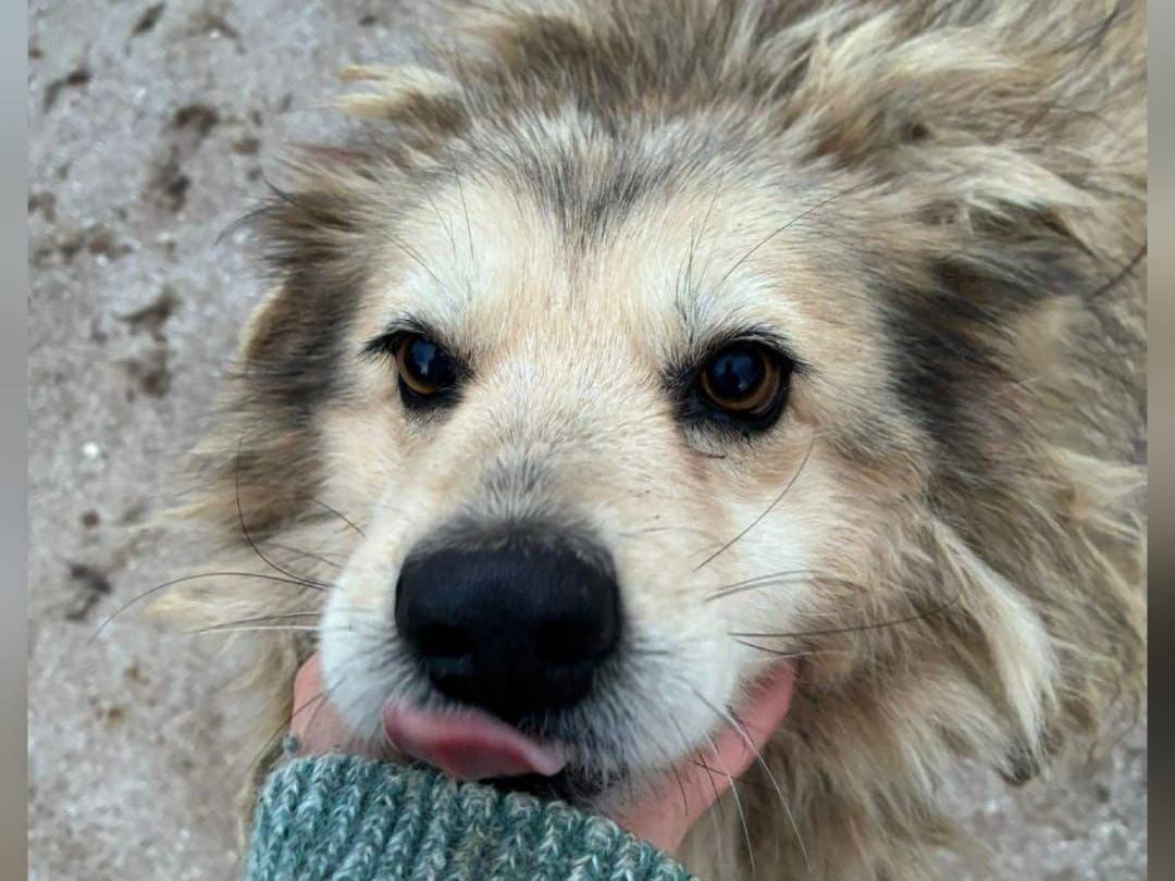 Adozione cane, femmina, Razza sconosciuta Razza sconosciuta, 9 anni e 2 mesi, taglia media, Caserta