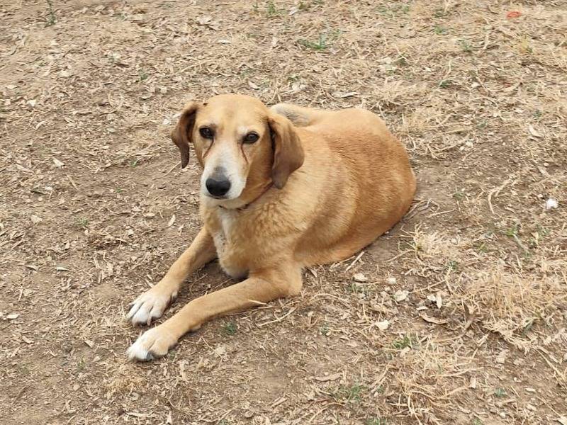 Adozione cane, femmina, Razza sconosciuta Razza sconosciuta, 8 anni e 2 mesi, taglia media, Caserta