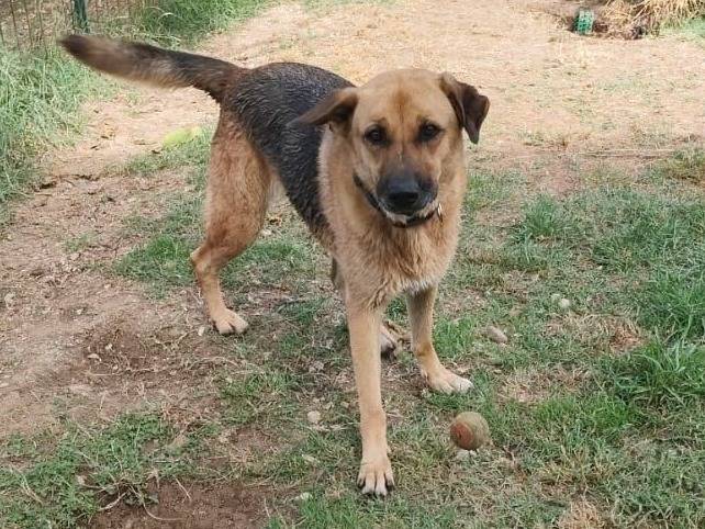 Adozione cane, femmina, Razza sconosciuta Razza sconosciuta, 8 anni e 2 mesi, taglia grande, Caserta