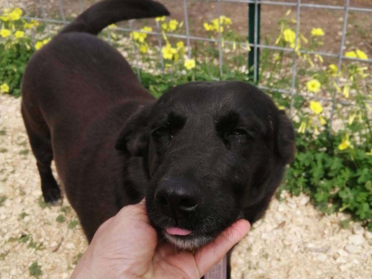 Adozione cane, femmina, Razza sconosciuta Razza sconosciuta, 4 anni e 2 mesi, taglia media, Caserta