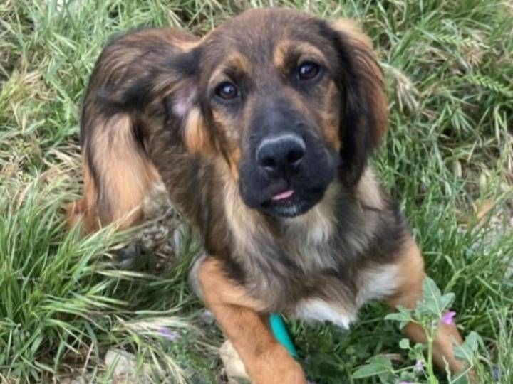Adozione cane, maschio, Razza sconosciuta Razza sconosciuta, 2 anni, taglia media contenuta, Cosenza
