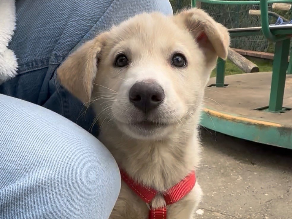 Adozione cane, maschio, Razza sconosciuta Razza sconosciuta, 3 mesi, taglia media, Firenze