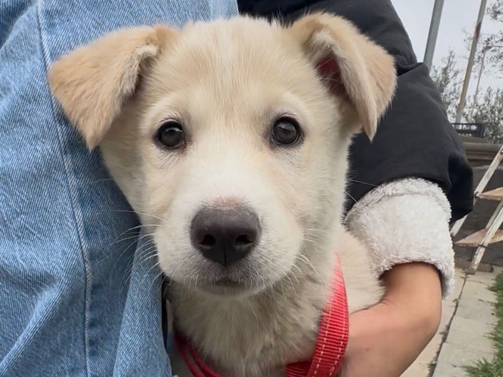 Adotta un cane, maschio, 3 mesi, Firenze