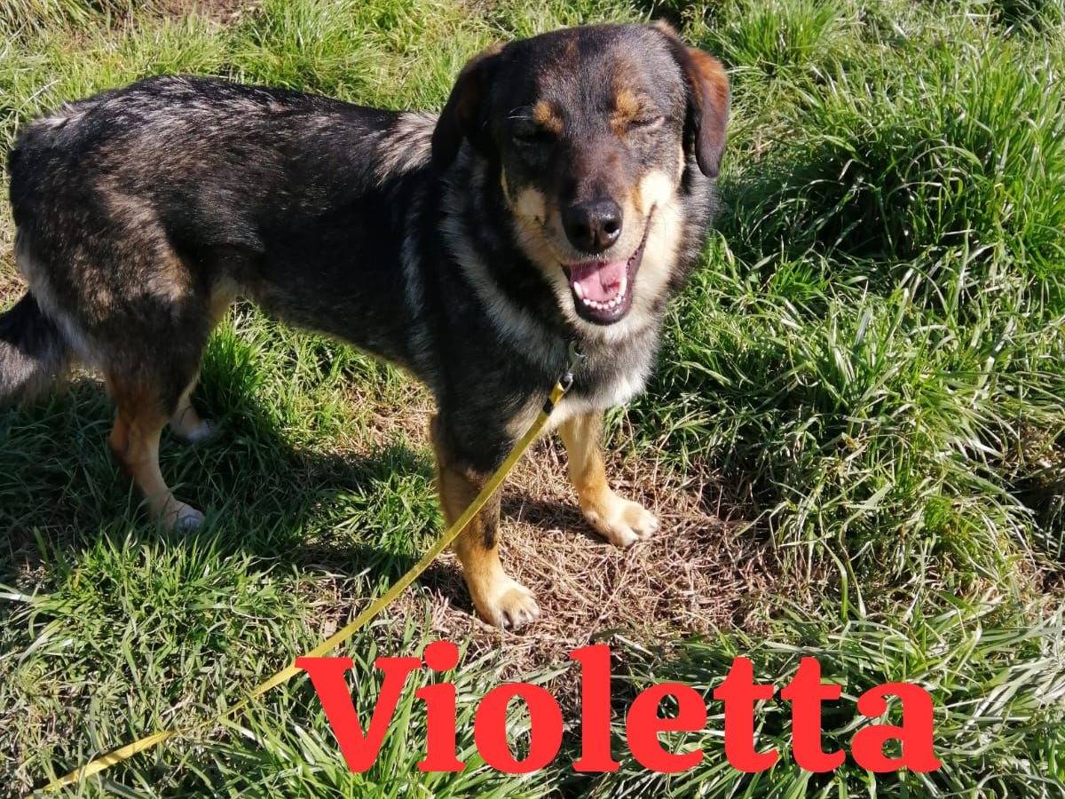 Adozione cane, femmina, Razza sconosciuta Razza sconosciuta, 7 anni e 2 mesi, taglia media, Caserta