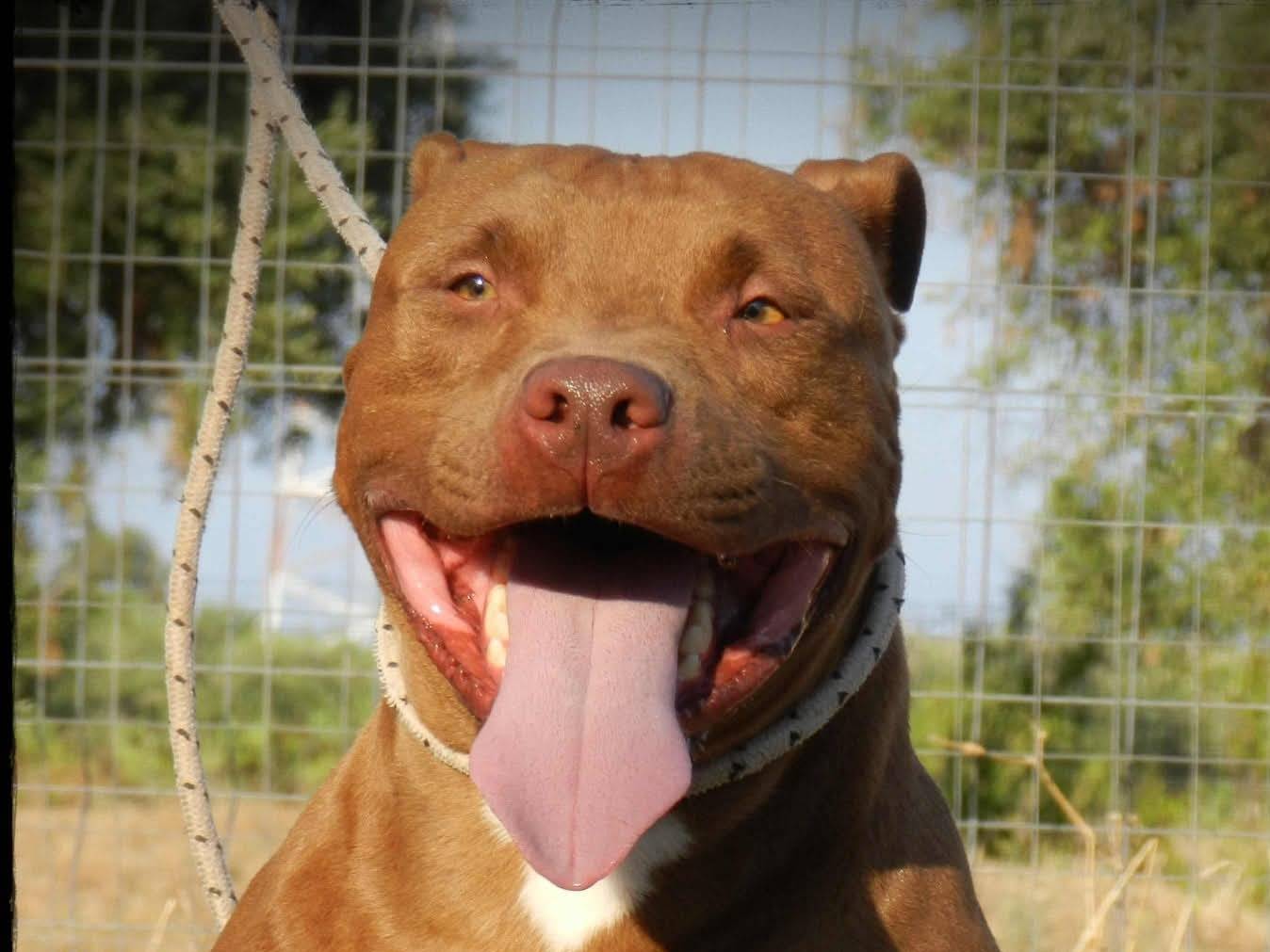 Adozione cane, maschio, Pitbull Razza sconosciuta, 6 anni e 8 mesi, taglia grande, Bari