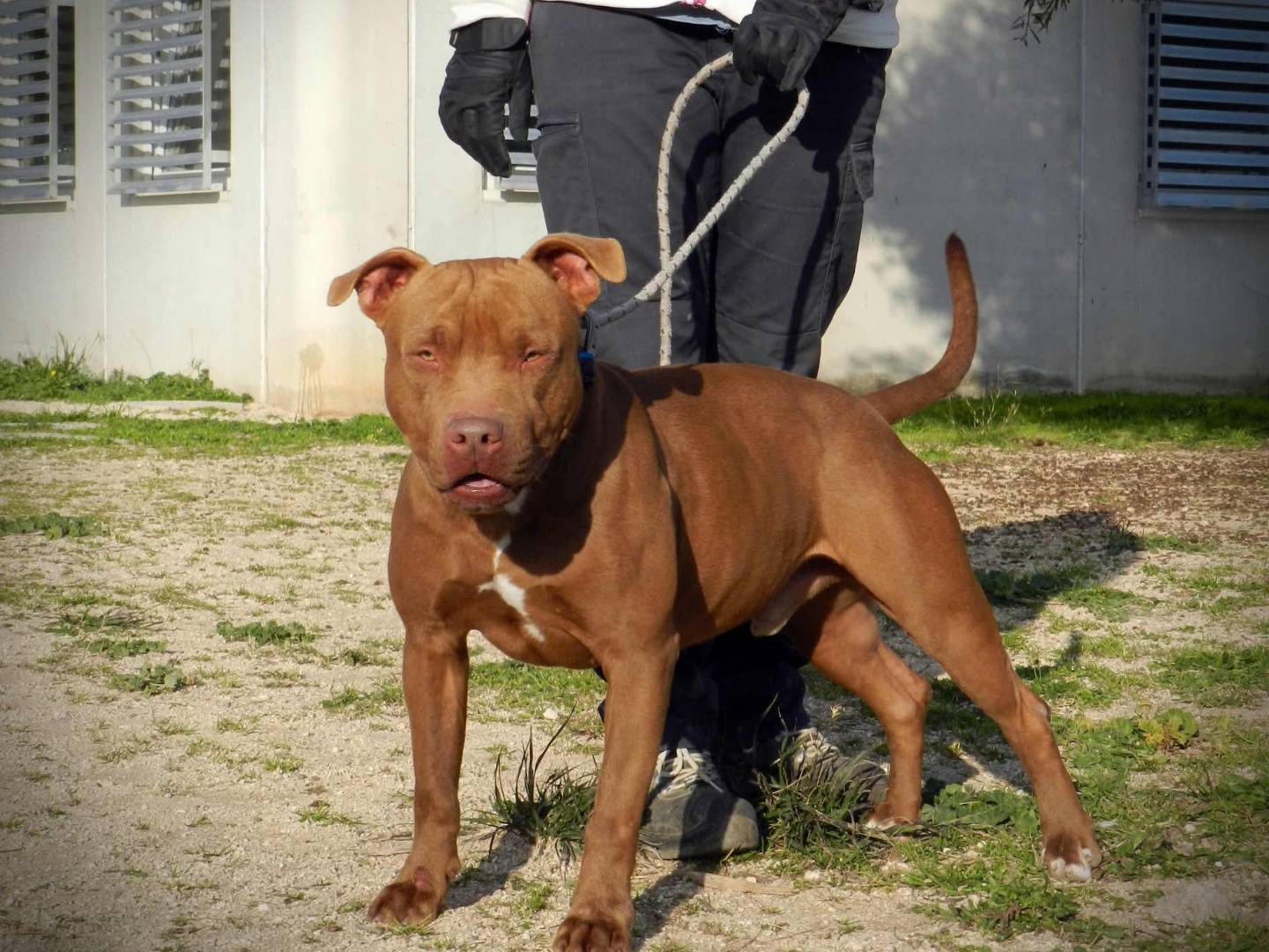 Adotta un cane, maschio, 6 anni e 8 mesi, Bari
