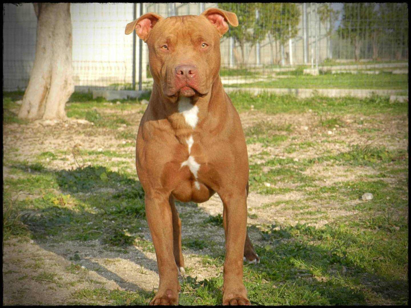Adotta un cane, taglia grande, maschio, Bari