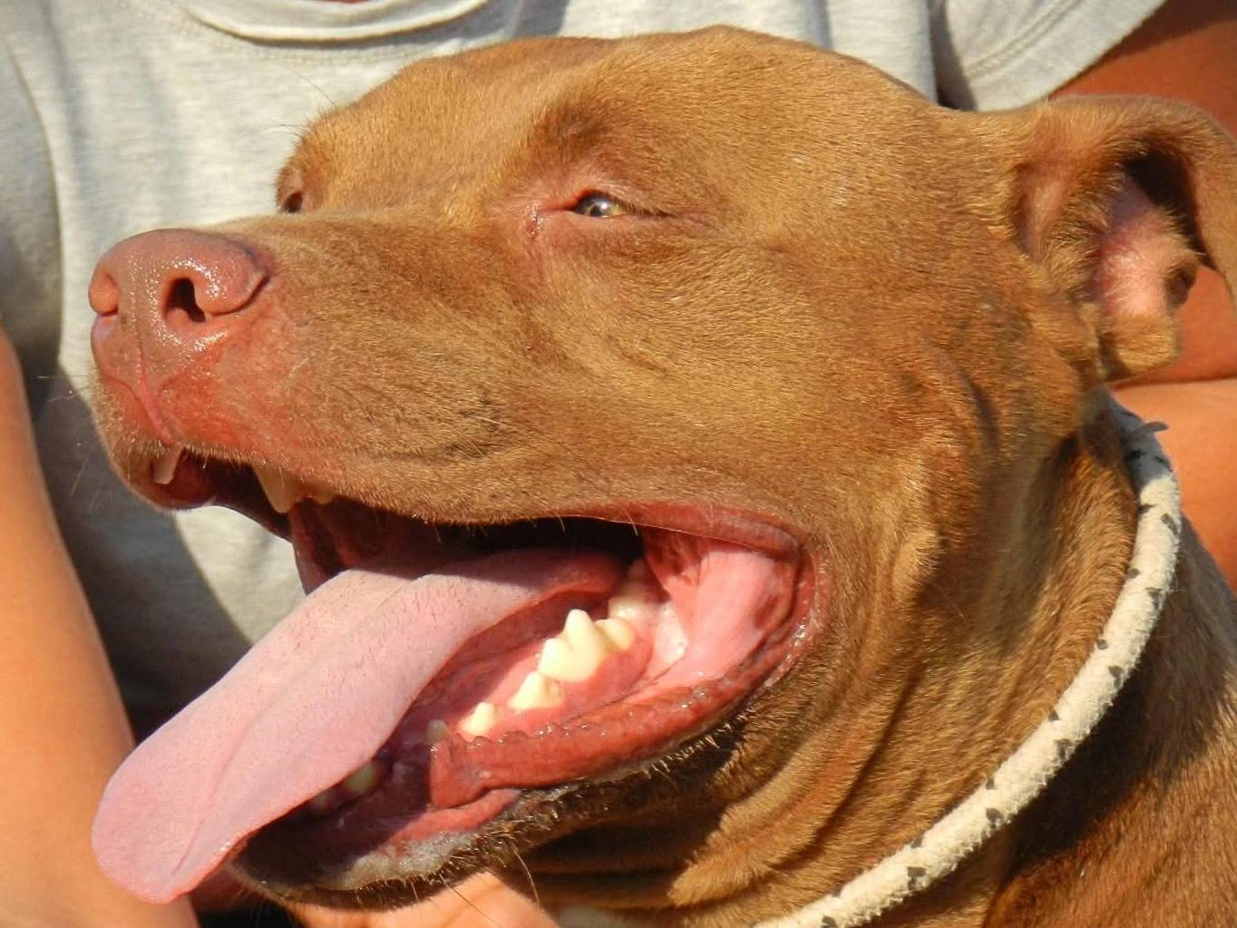 Vuoi adottare un cane a Bari?