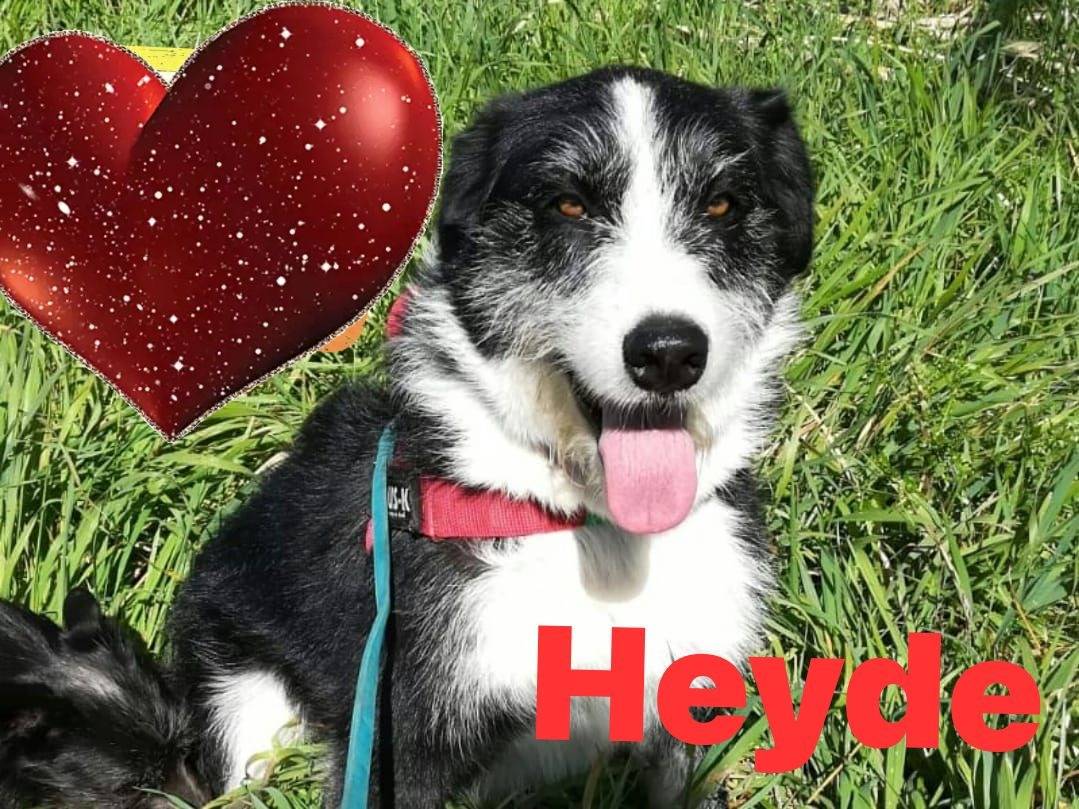 Adozione cane, femmina, Razza sconosciuta Razza sconosciuta, 7 anni e 2 mesi, taglia grande, Caserta