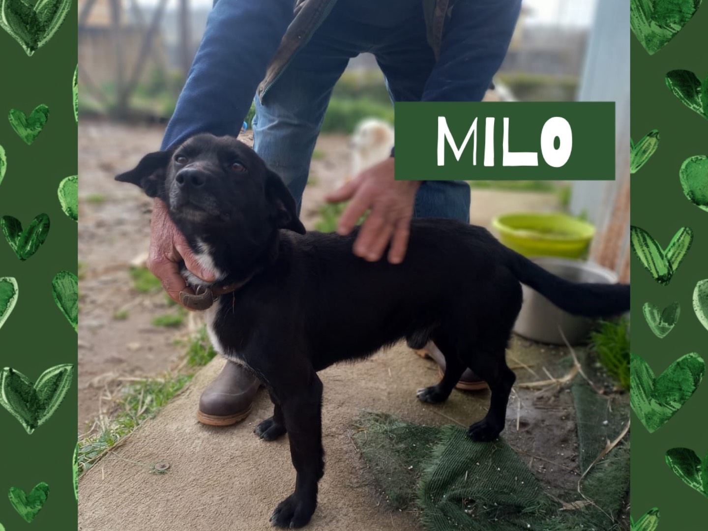 Adozione cane, maschio, Razza sconosciuta Razza sconosciuta, 3 anni e 2 mesi, taglia media contenuta, Catanzaro