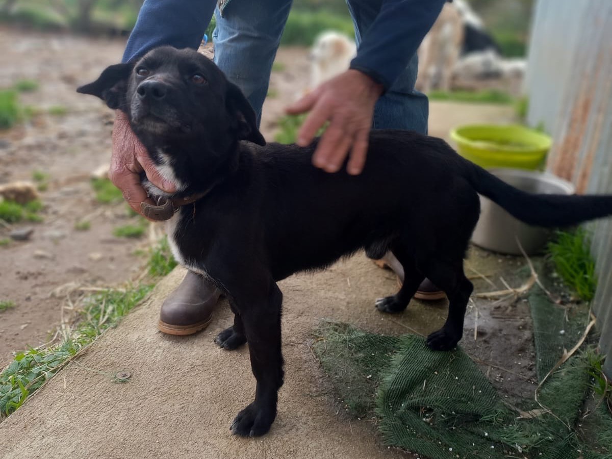 Vuoi adottare un cane a Catanzaro?