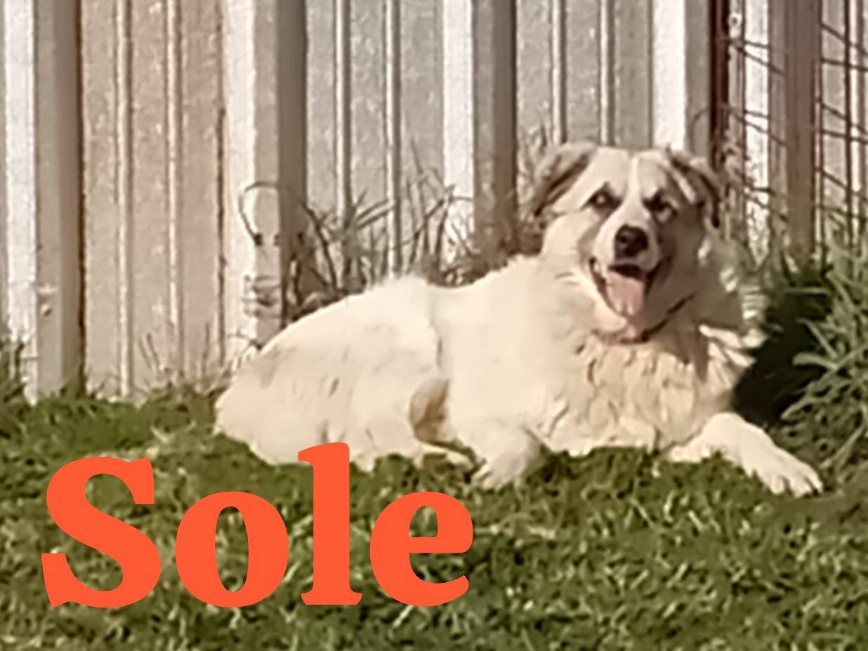 Adozione cane, femmina, Razza sconosciuta Razza sconosciuta, 14 anni e 2 mesi, taglia media, Caserta