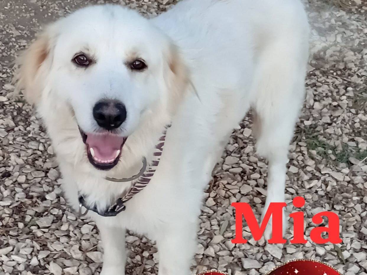 Adozione cane, femmina, Razza sconosciuta Razza sconosciuta, 6 anni e 2 mesi, taglia media, Caserta