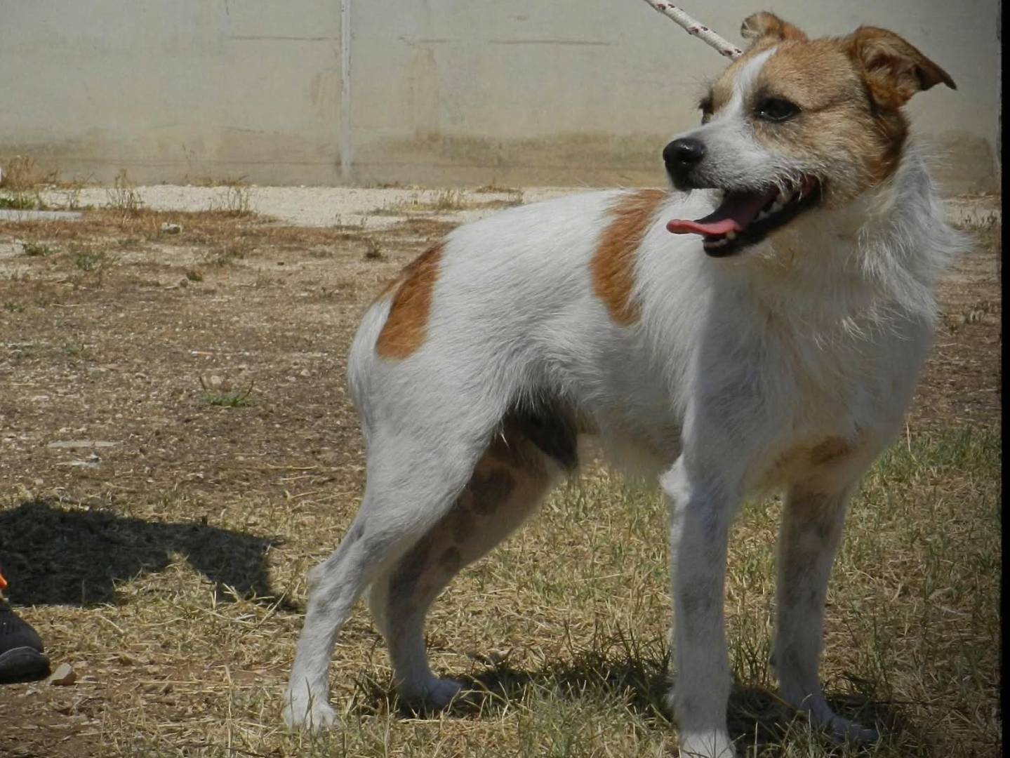 Vuoi adottare un cane a Bari?