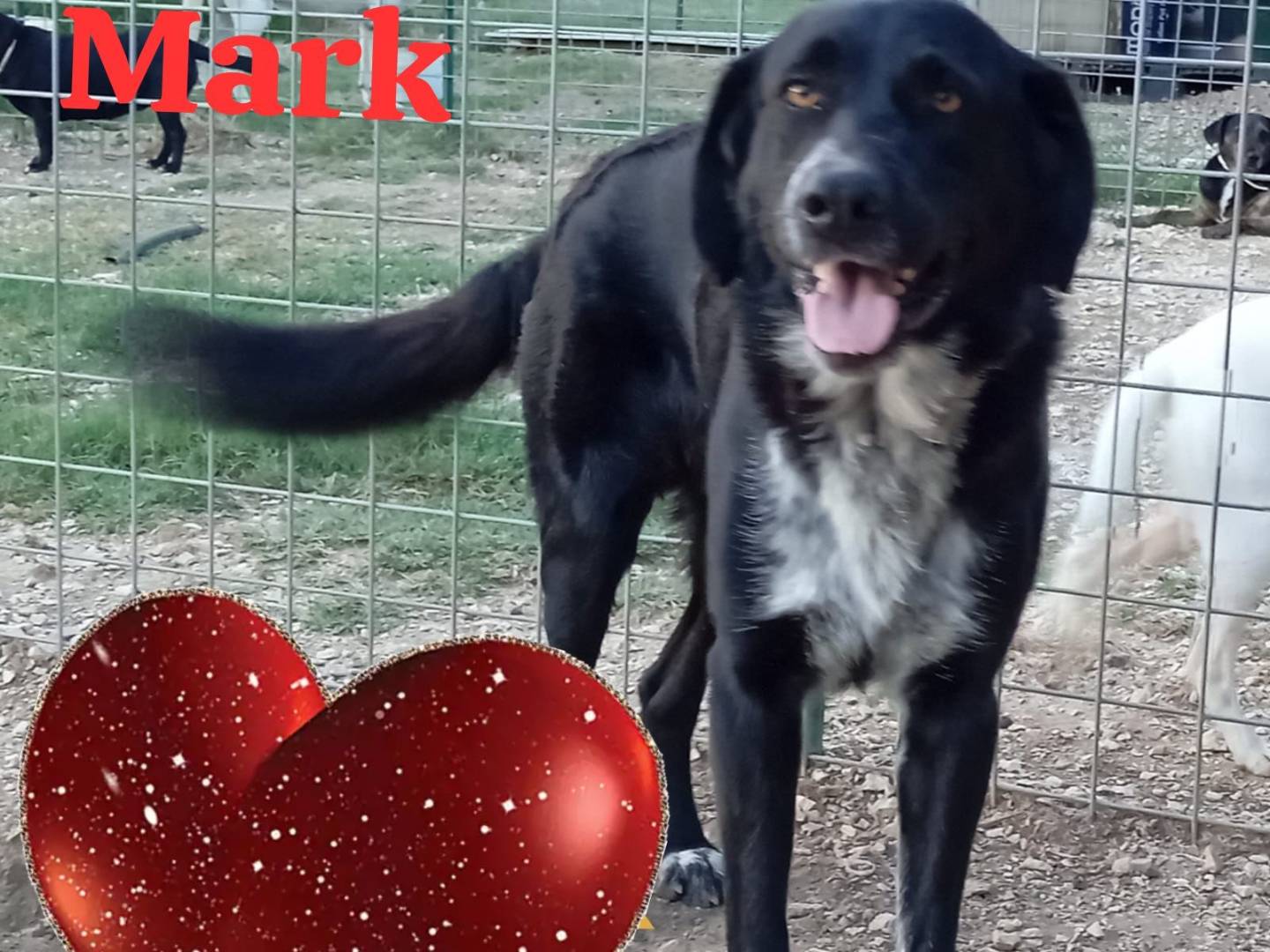 Adozione cane, maschio, Razza sconosciuta Razza sconosciuta, 3 anni e 2 mesi, taglia grande, Caserta