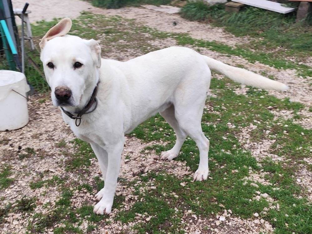 Adozione cane, maschio, Razza sconosciuta Razza sconosciuta, 8 anni e 2 mesi, taglia grande, Caserta