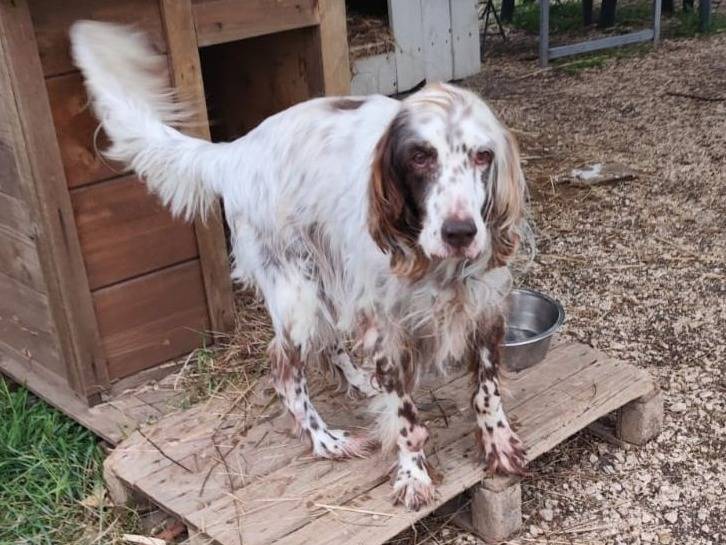 Adozione cane, maschio, Setter Inglese Razza sconosciuta, 10 anni e 2 mesi, taglia media, Caserta