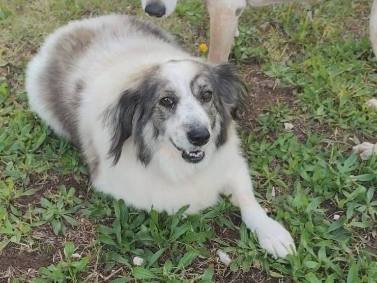 Adozione cane, femmina, Razza sconosciuta Razza sconosciuta, 12 anni e 2 mesi, taglia media, Caserta