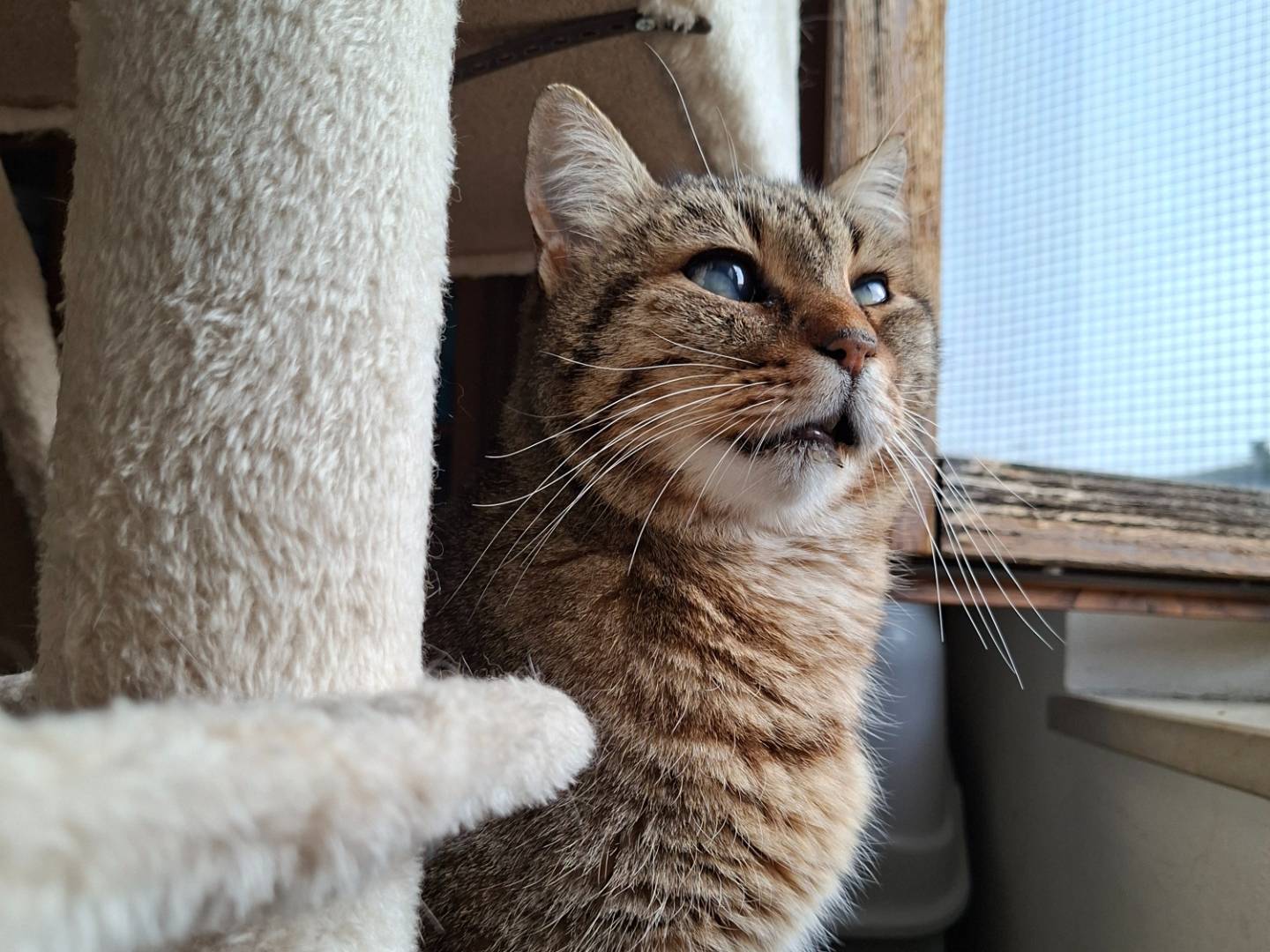 Adozione gatto, maschio, Razza sconosciuta Razza sconosciuta, 4 anni, taglia non valida, Viterbo