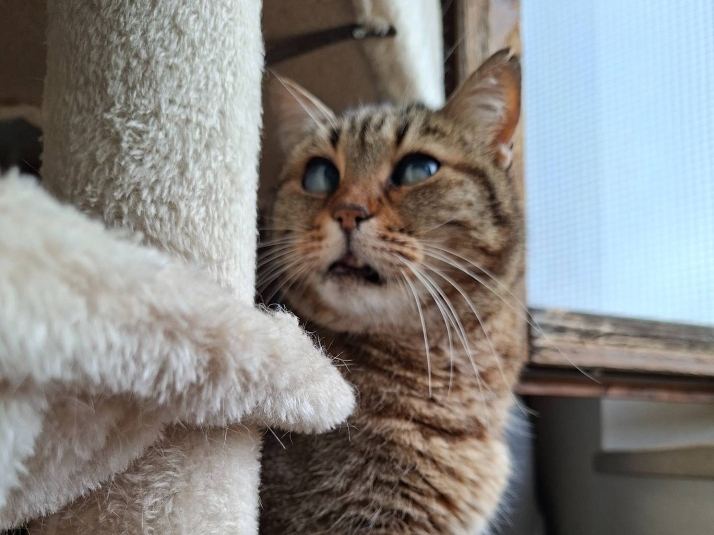 Adotta un gatto, maschio, 4 anni, Viterbo